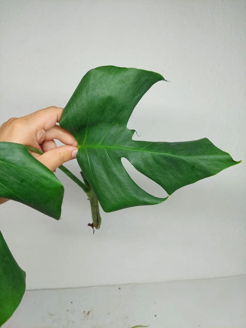 Monstera Sierrana Steckling (zum aussuchen)