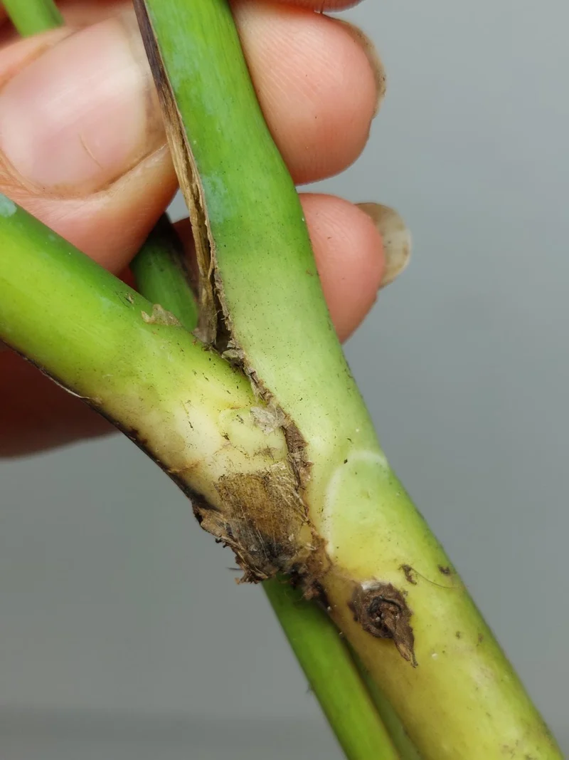 Monstera Sierrana Steckling (zum aussuchen)
