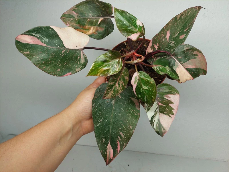 Philodendron Pink Princess Tricolor