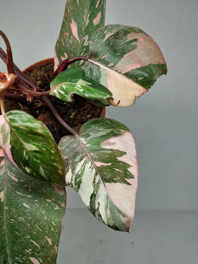 Philodendron Pink Princess Tricolor