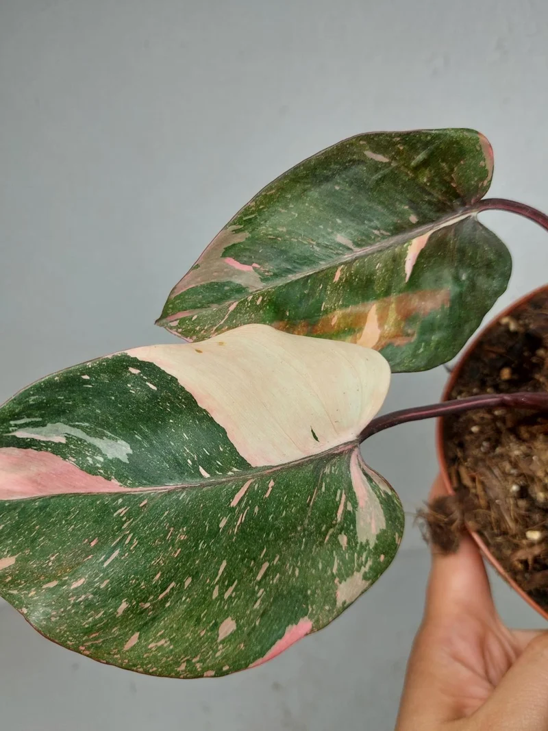 Philodendron Pink Princess Tricolor