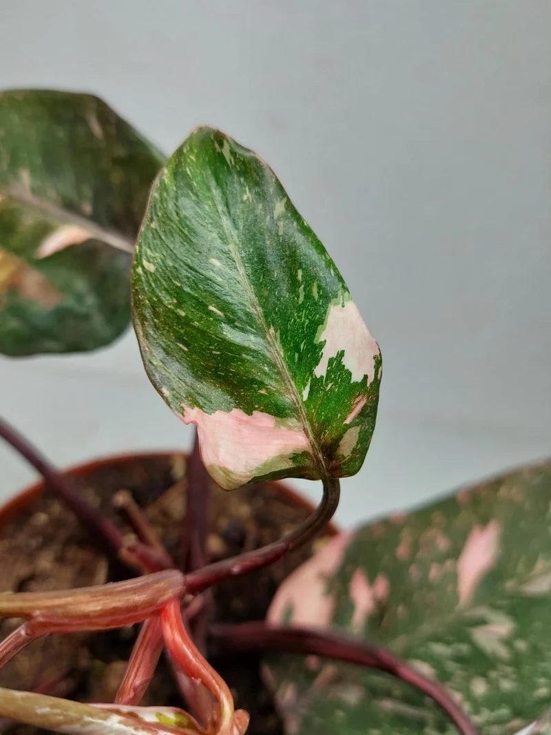 Philodendron Pink Princess Tricolor