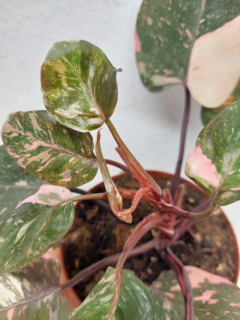 Philodendron Pink Princess Tricolor
