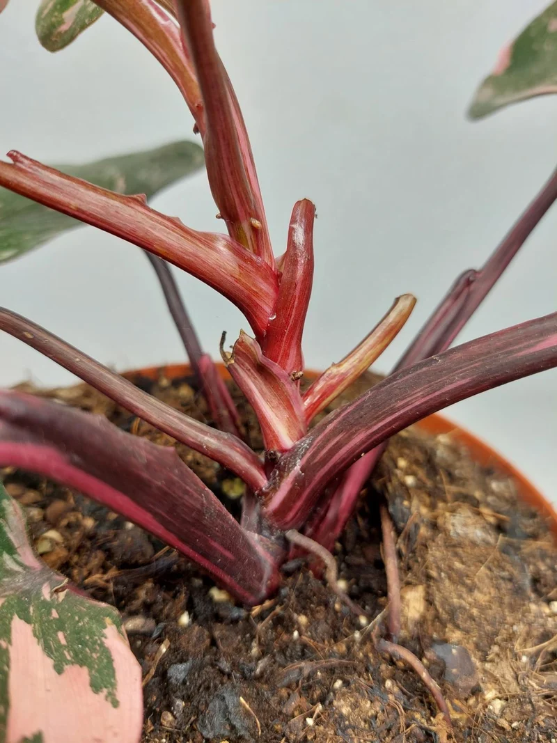 Philodendron Pink Princess Tricolor