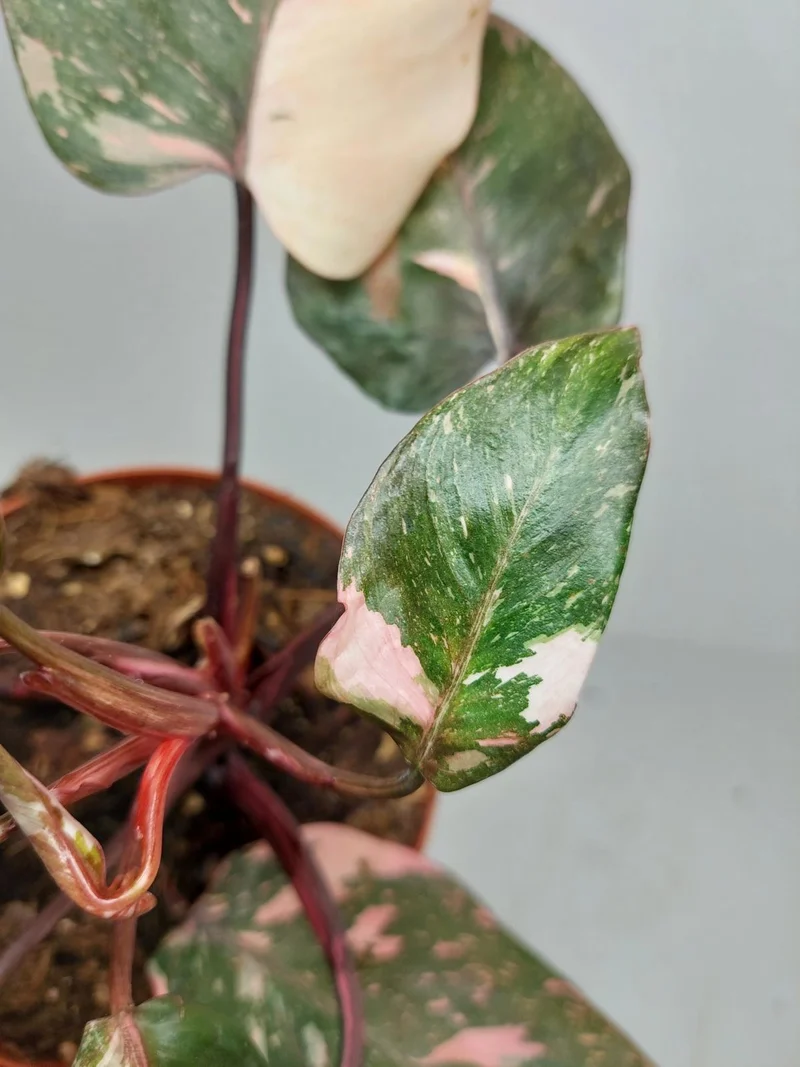 Philodendron Pink Princess Tricolor
