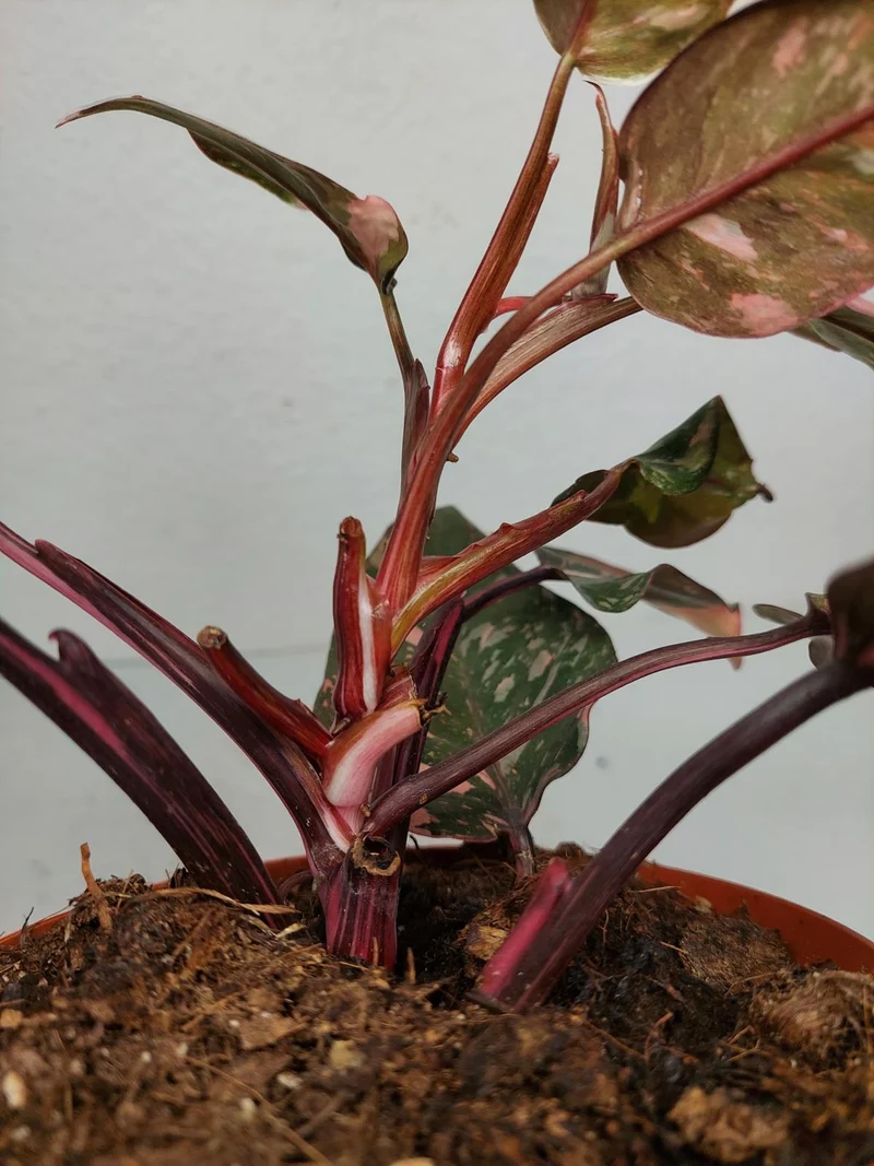 Philodendron Pink Princess Tricolor