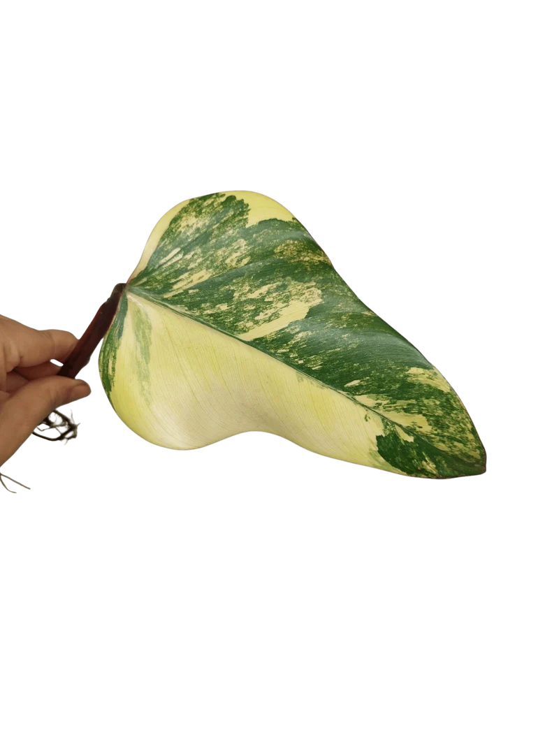 Philodendron Strawberry Shake Steckling (zum aussuchen)