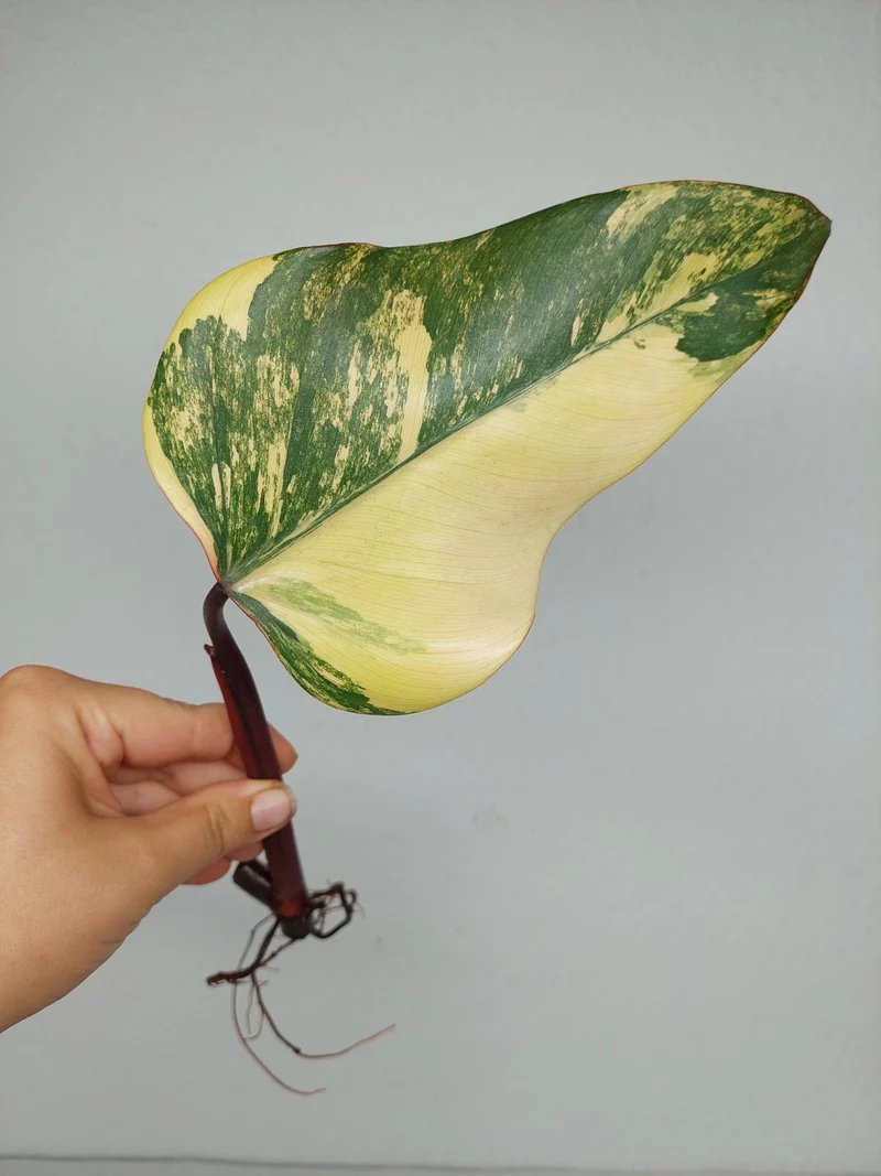 Philodendron Strawberry Shake Steckling (zum aussuchen)