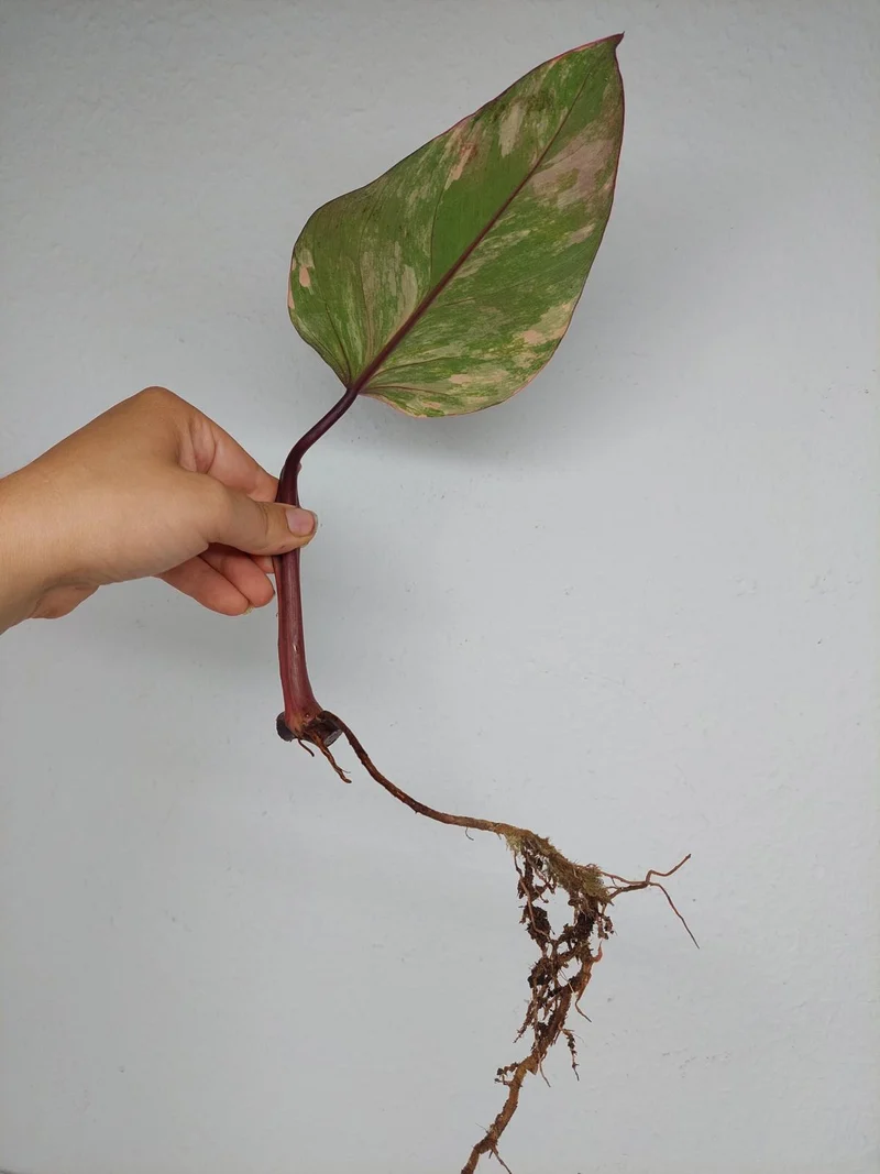 Philodendron Strawberry Shake Steckling (zum aussuchen)
