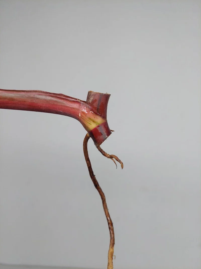 Philodendron Strawberry Shake Steckling (zum aussuchen)