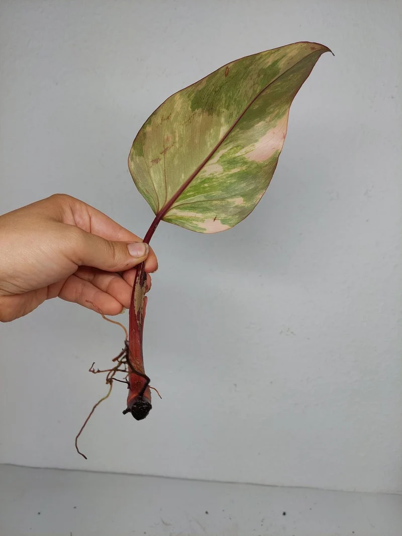Philodendron Strawberry Shake Steckling (zum aussuchen)
