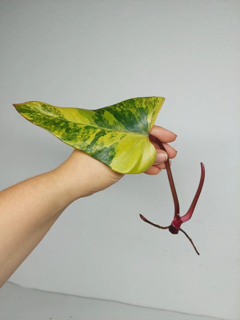 Philodendron Strawberry Shake Steckling (zum aussuchen)