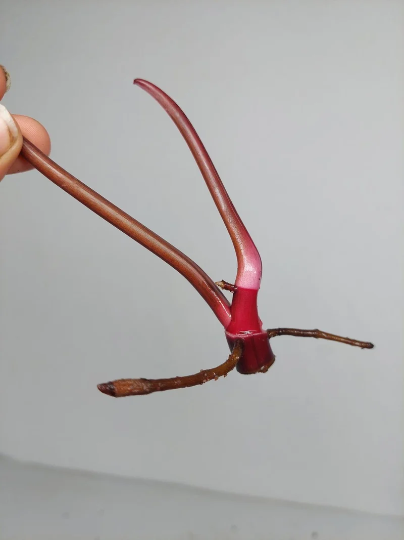 Philodendron Strawberry Shake Steckling (zum aussuchen)