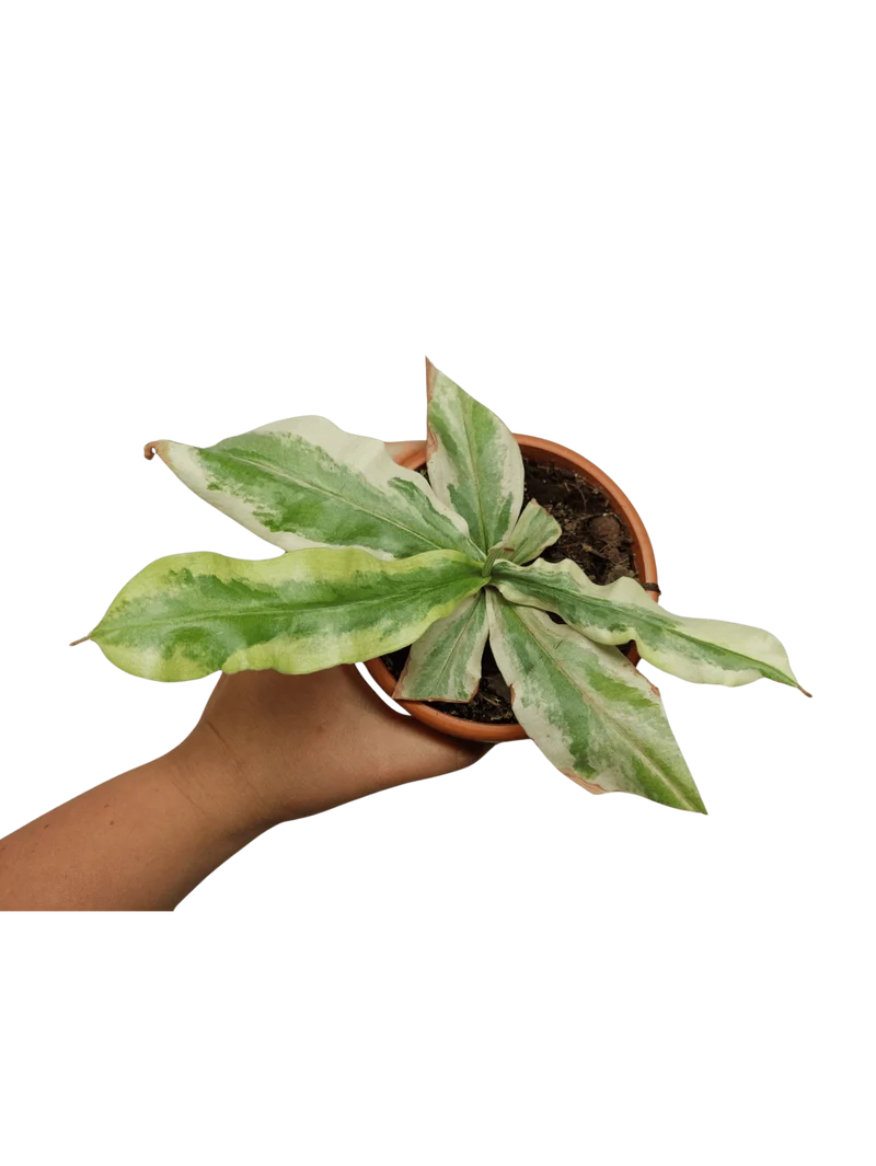 Sad Plants