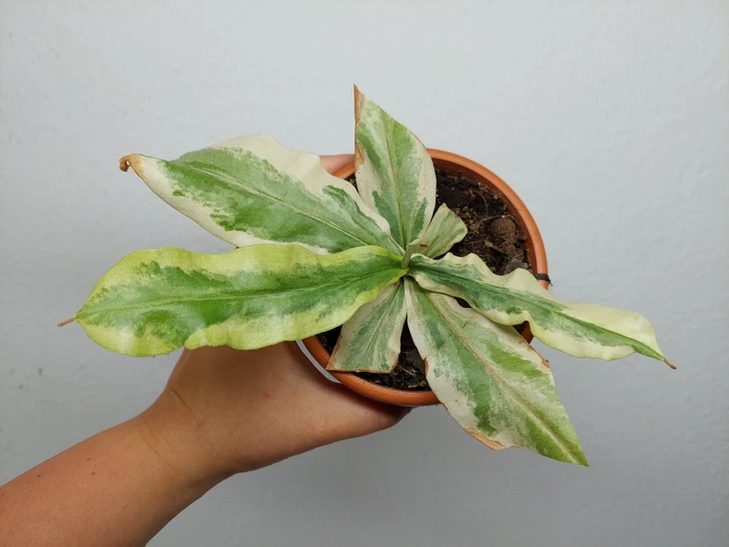 Sad Plants