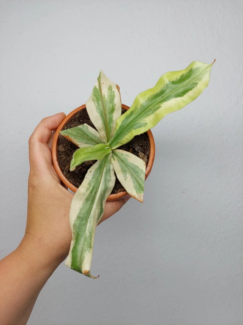 Sad Plants