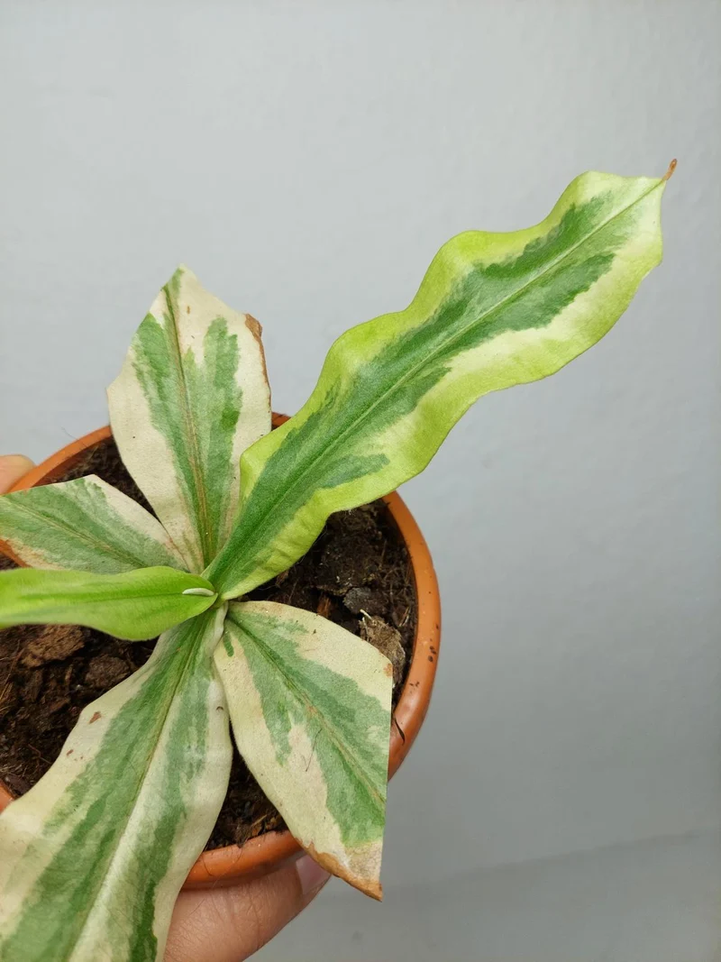 Sad Plants