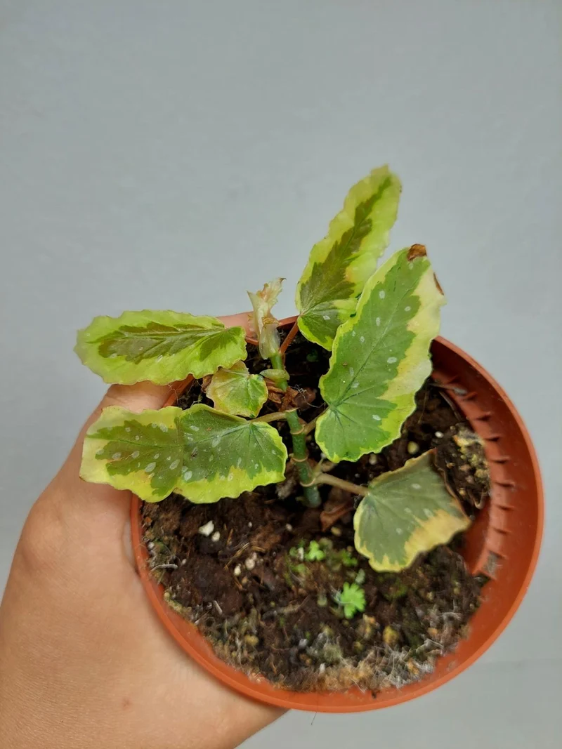 Sad Plants