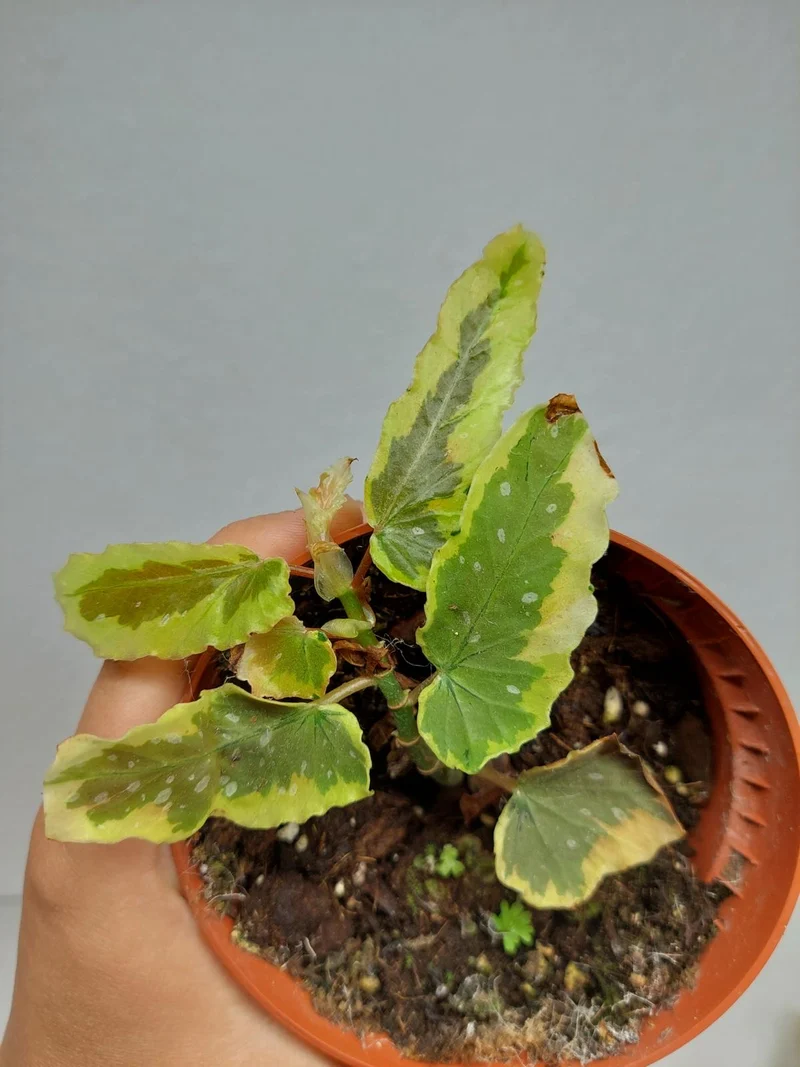 Sad Plants
