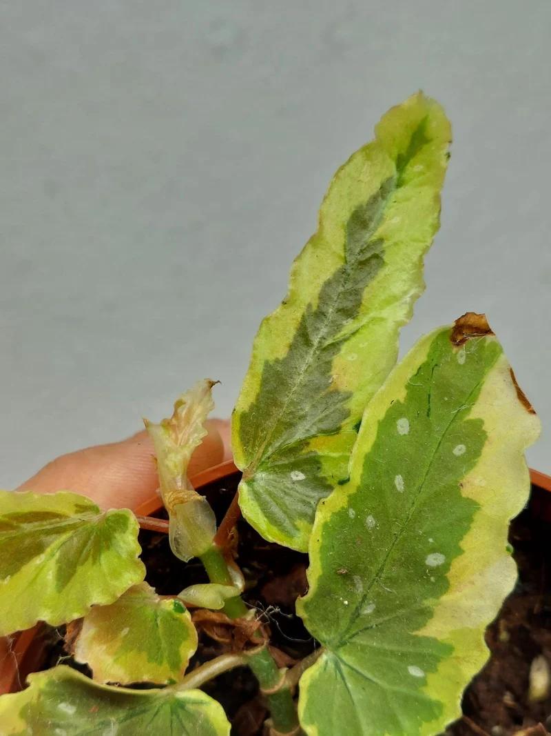 Sad Plants