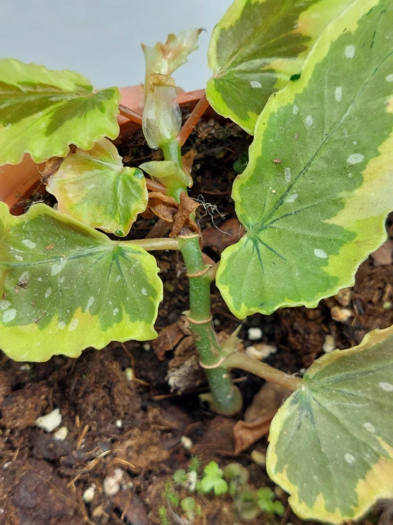 Sad Plants