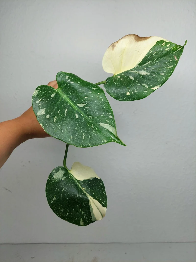 Sad Plants