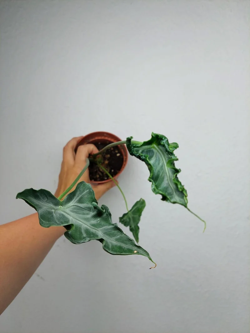 Sad Plants