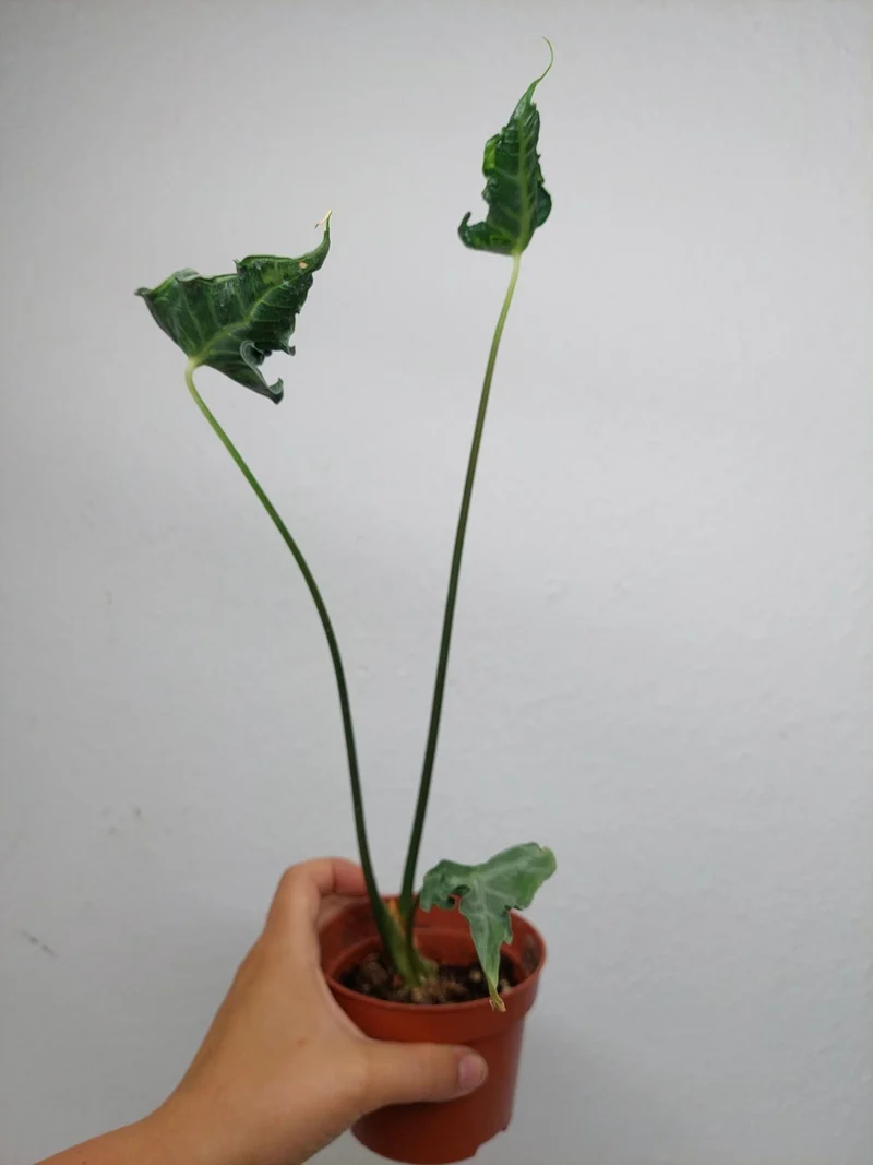 Sad Plants