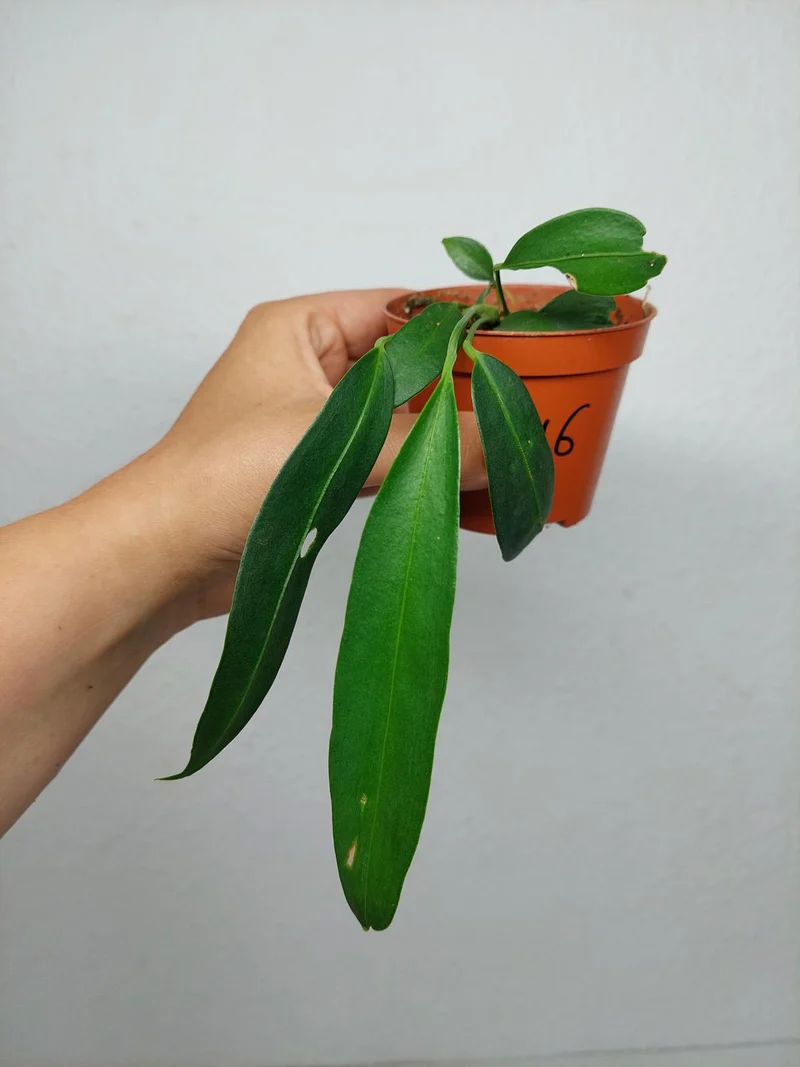 Sad Plants