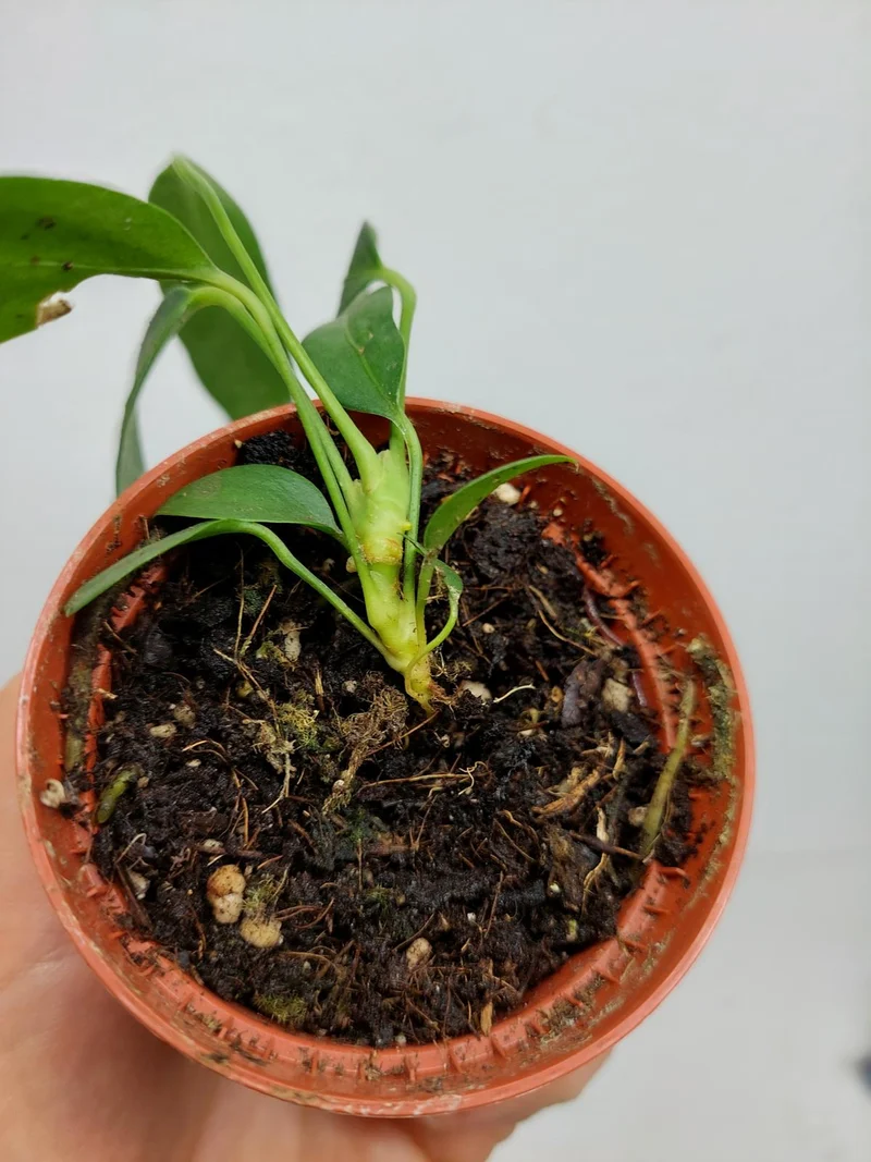 Sad Plants