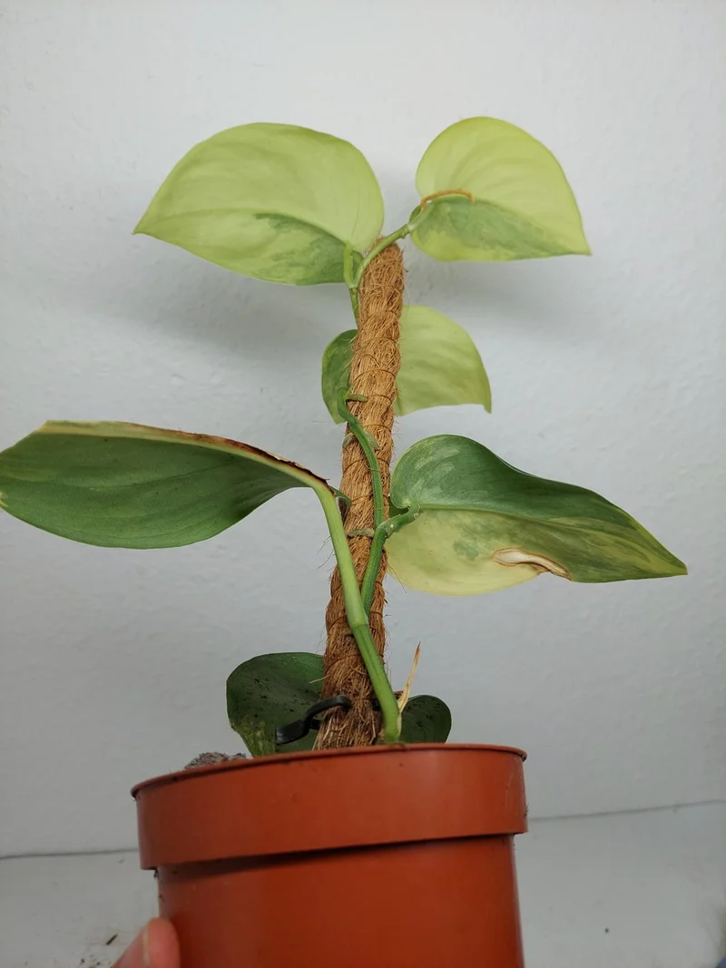 Sad Plants
