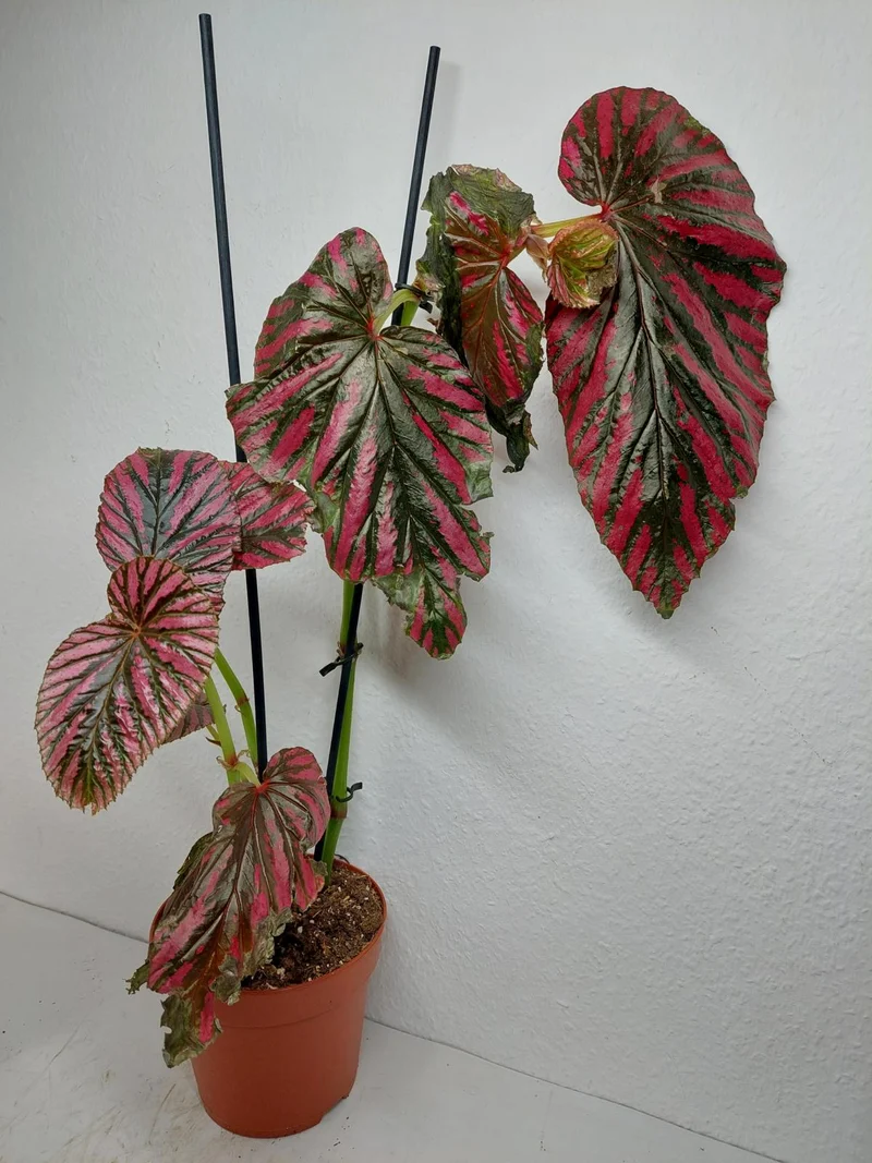 Sad Plants