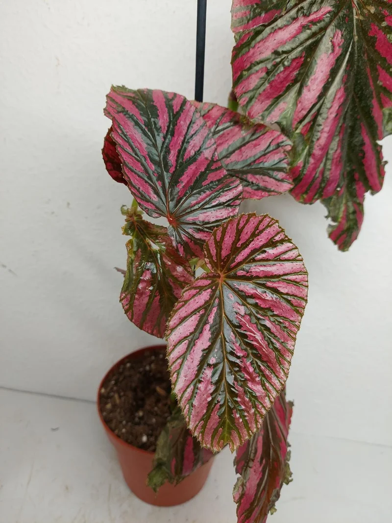 Sad Plants