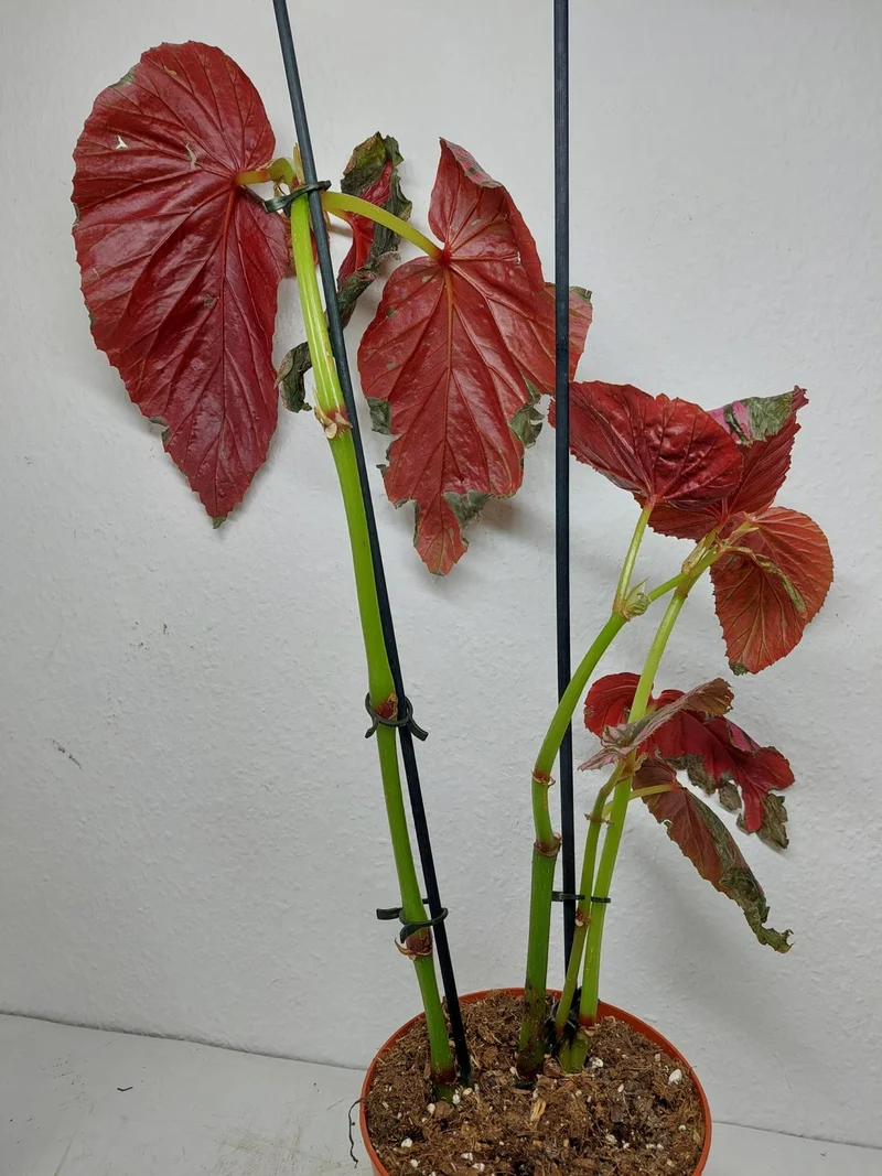Sad Plants