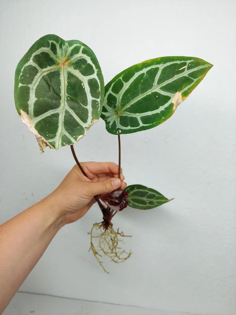 Sad Plants