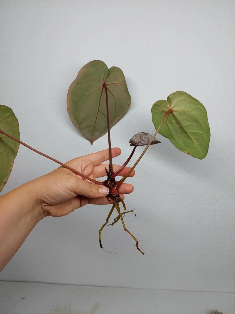 Sad Plants