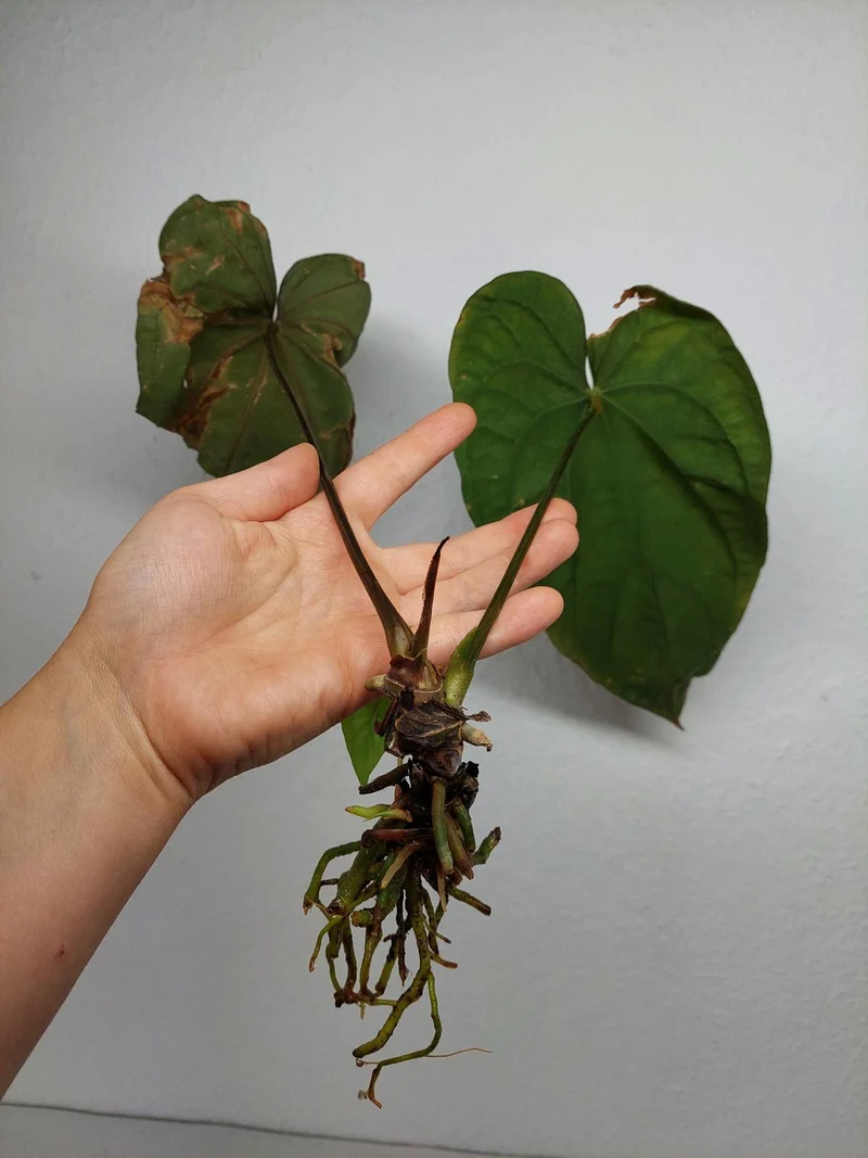 Sad Plants