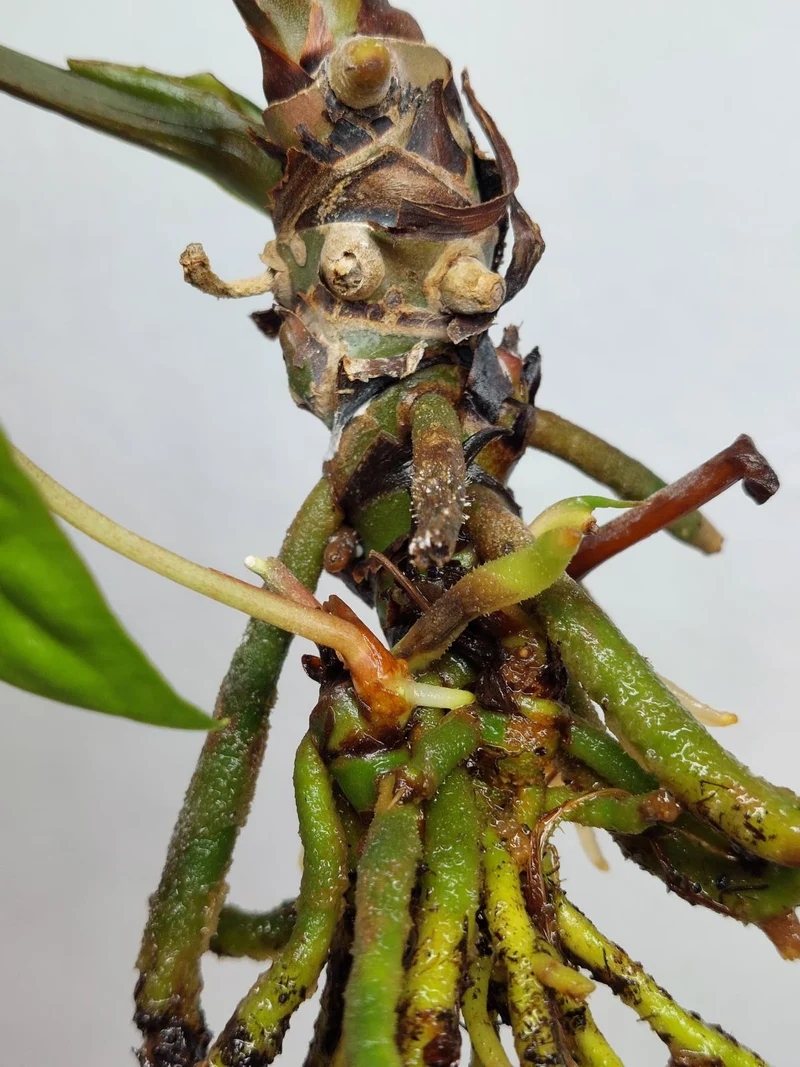 Sad Plants