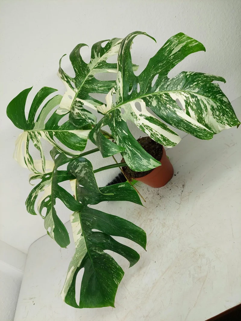 Sad Plants