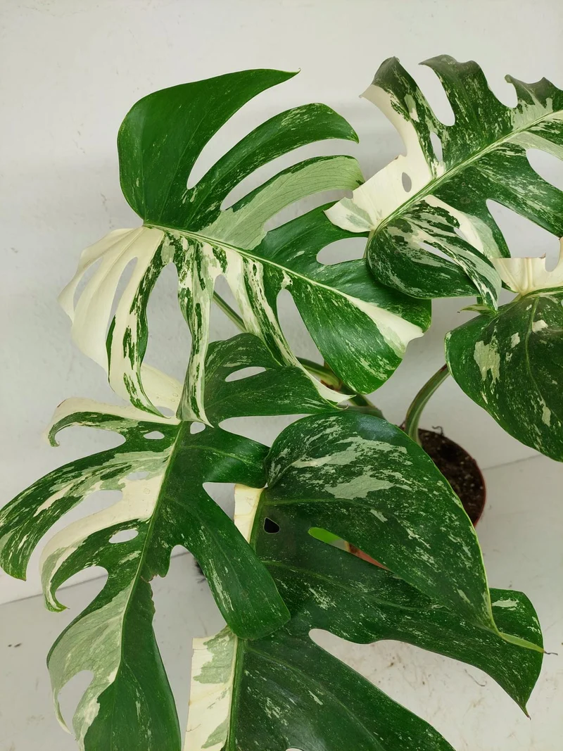 Sad Plants