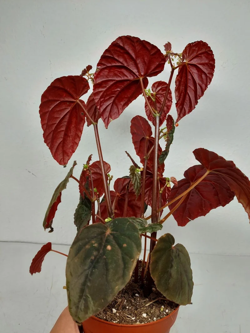 Sad Plants