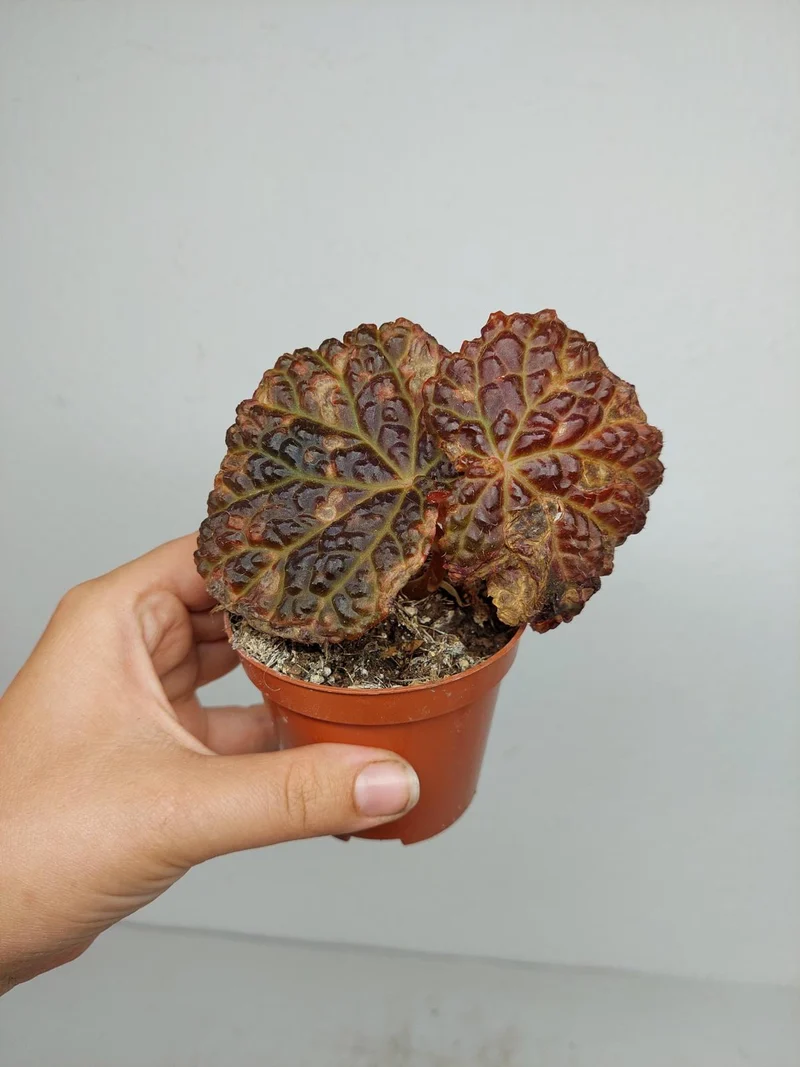 Sad Plants