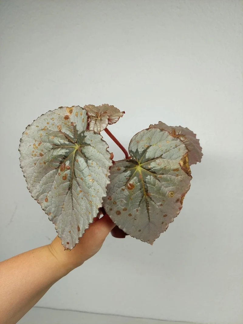 Sad Plants