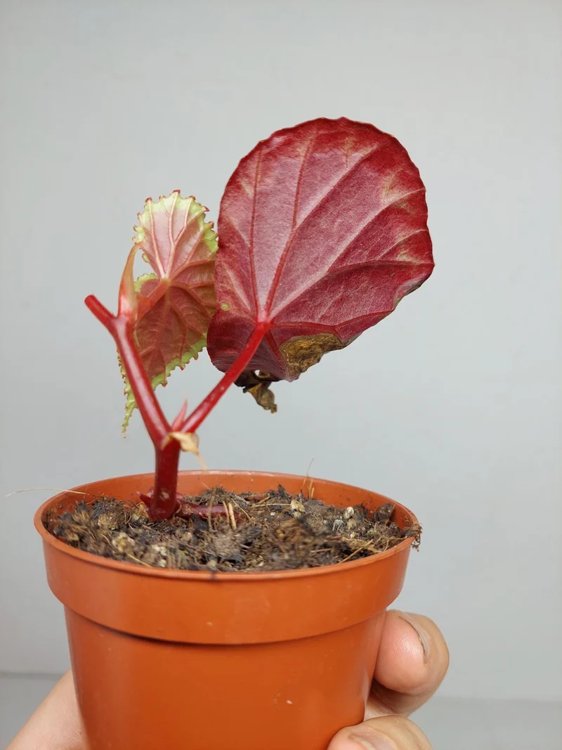 Sad Plants