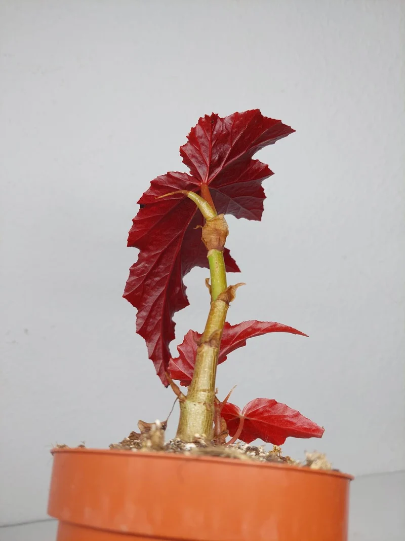 Sad Plants