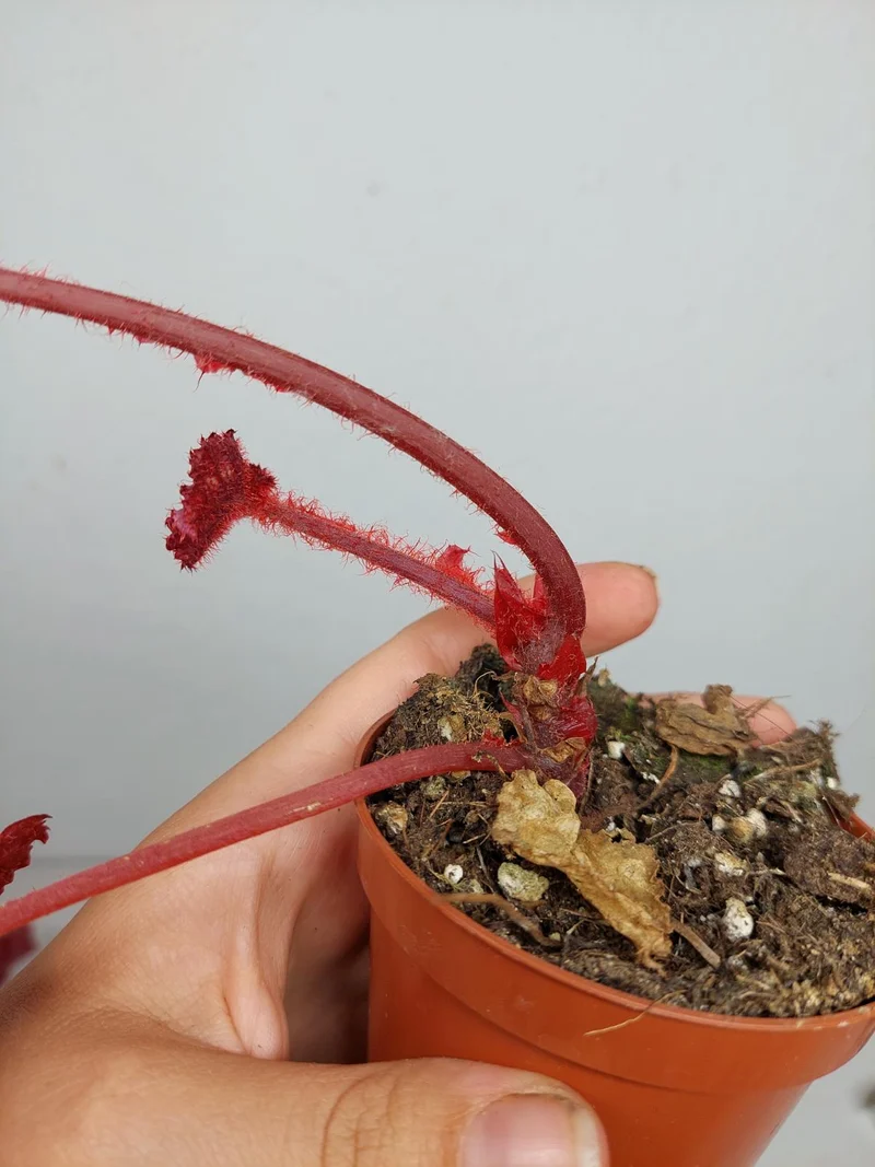 Sad Plants