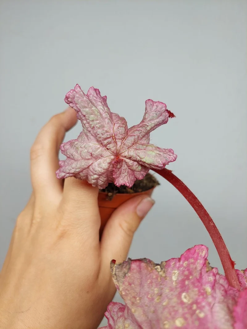 Sad Plants