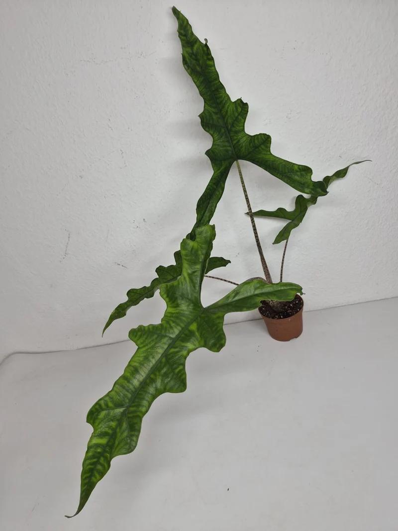 Sad Plants