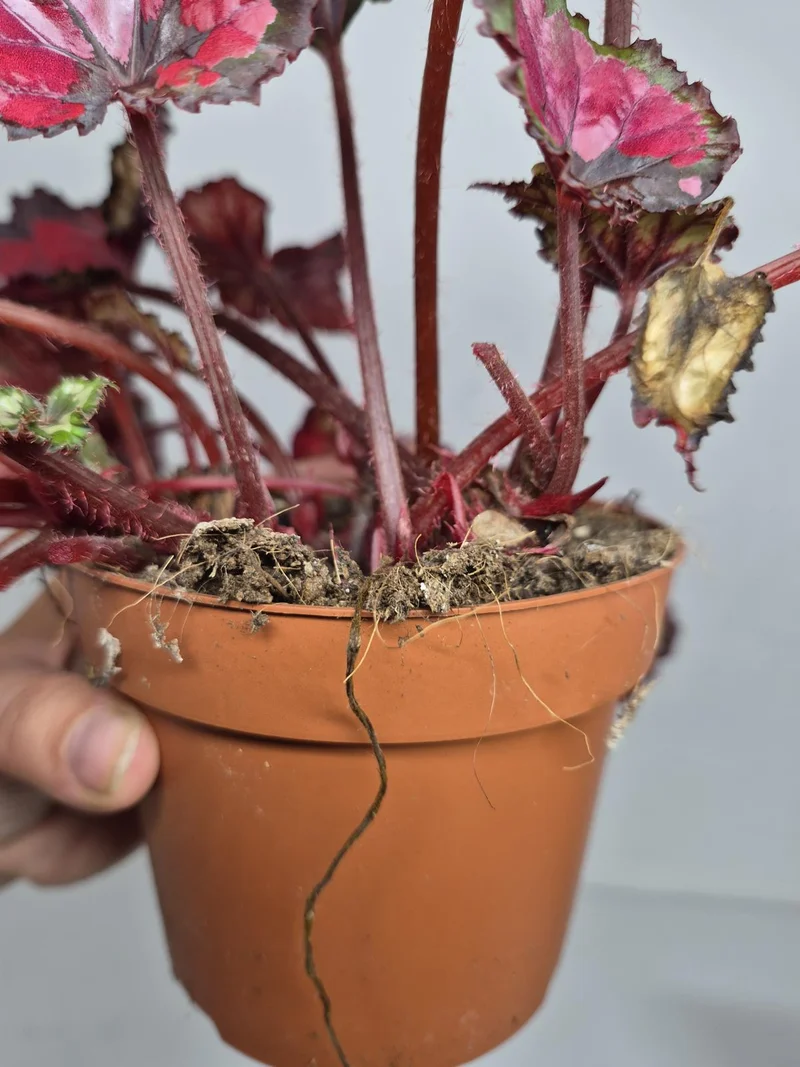 Sad Plants