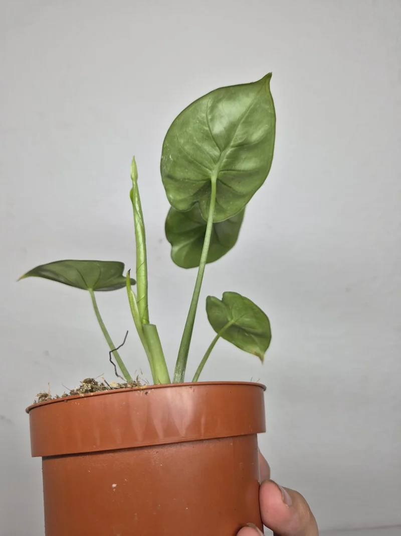 Sad Plants